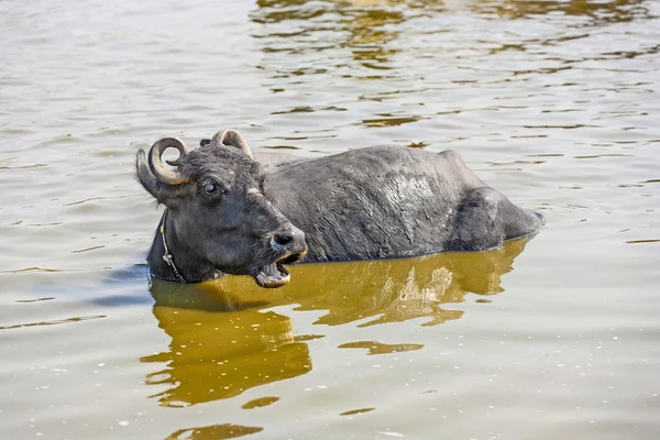 Vízi bivalyok ellazítja a tóban — Stock Fotó