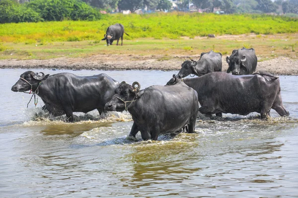 Buffle d'eau se détend dans le lac — Photo