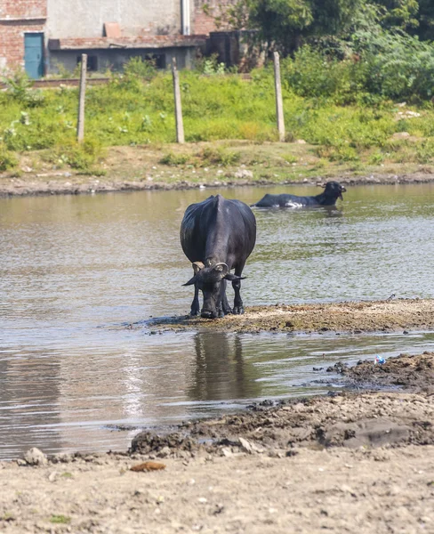Búfalo de agua se relaja en el lago —  Fotos de Stock
