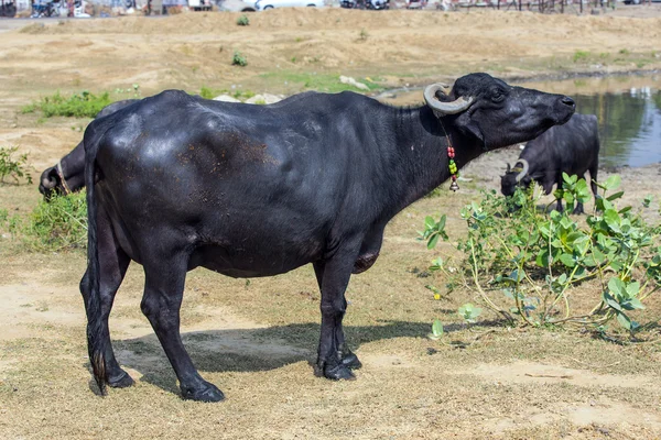 Water buffalo relaxes in the lake — Stock Photo, Image