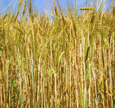 Mısır alan ayrıntılı mavi gökyüzü ile