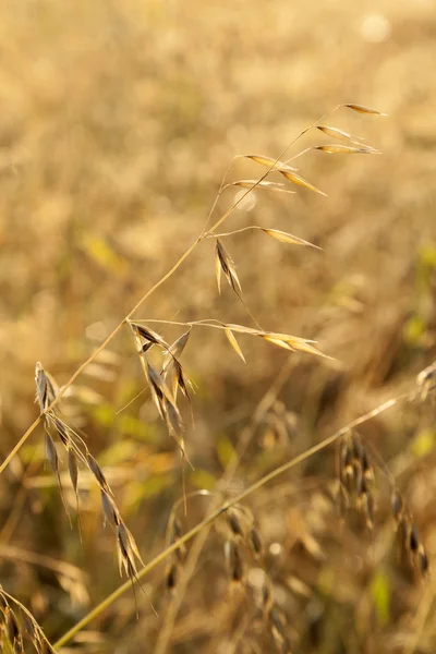 Gouden rijp oat gras in detail op het veld — Stockfoto