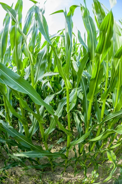 Maïs groeit op het veld — Stockfoto