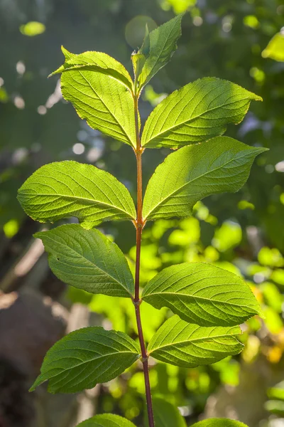 Verse groene bladeren in zonlicht in het forest — Stockfoto