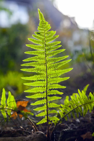 Fern in sunlight in the forest — Stock Photo, Image