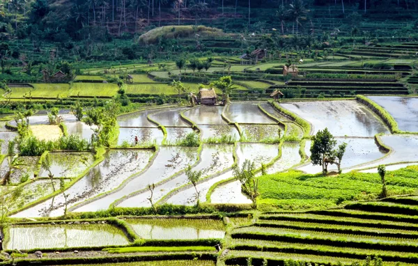 Rice terraces in Bali — Stock Photo, Image