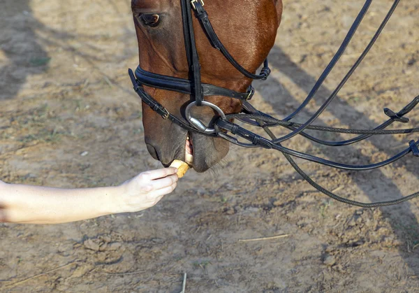 Horse eating from hand — Stock Photo, Image