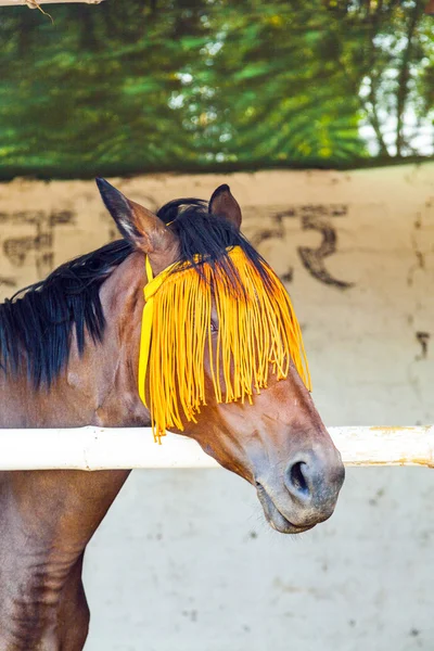 Ritratto di cavallo con ingranaggio arancio — Foto Stock