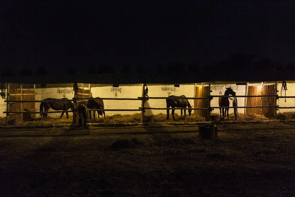 Konie w stajni w nocy — Zdjęcie stockowe