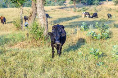 İnekler çayırda otluyor.