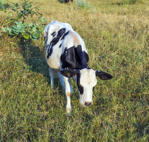 牛群在草地上吃草 — 图库照片