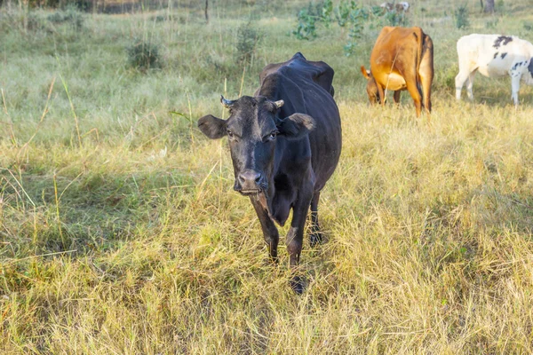 Mucche al pascolo sul prato — Foto Stock