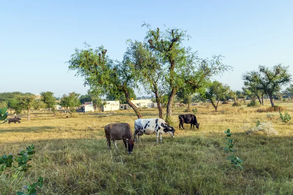 Krávy pasoucí se na louce v ranním světle — Stock fotografie