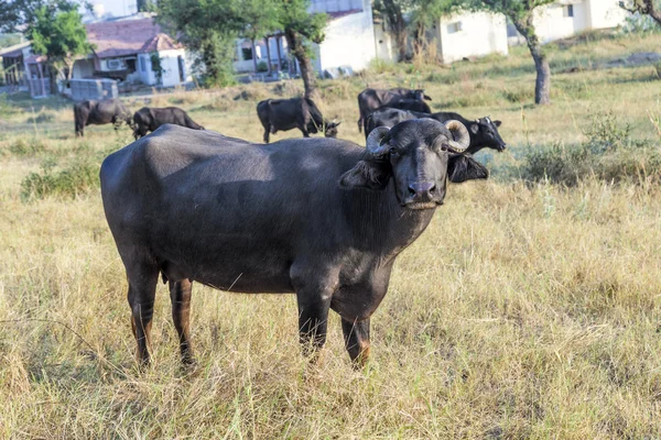 Vaches pâturant dans la prairie — Photo