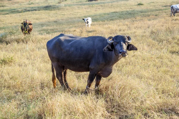 Vaches pâturant à la prairie dans la lumière du matin — Photo