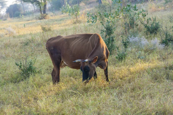 牛の牧草地に放牧 — ストック写真