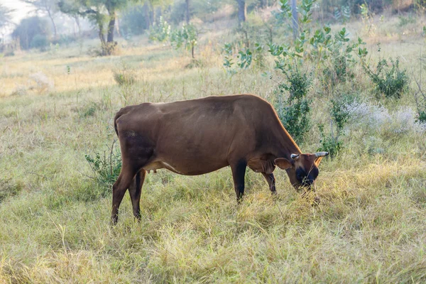 Vacas pastando no prado — Fotografia de Stock