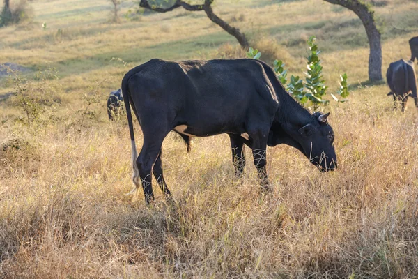 Vaches pâturant dans la prairie — Photo