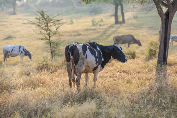 Cows grazing at the meadow — Stock Photo, Image