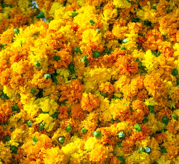 Marigold fond — Photo