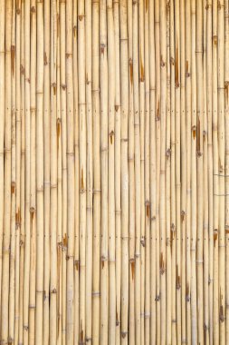 Bambu Arkaplanı