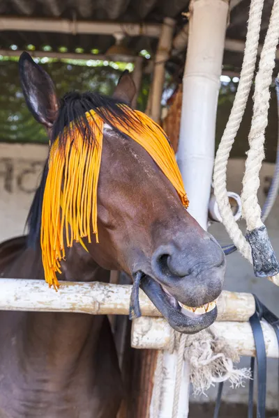 Portrait de cheval avec des vêtements de cheval orange — Photo