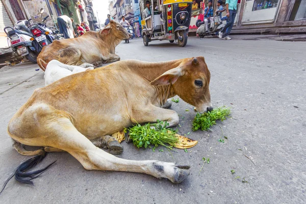 วัวอินเดียกินผักและขนมปังในตอนเช้า — ภาพถ่ายสต็อก