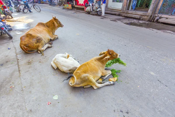 Vache indienne manger des légumes et du pain le matin — Photo