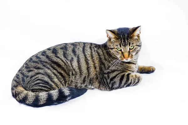 Lindo tigre gato aislado en blanco —  Fotos de Stock