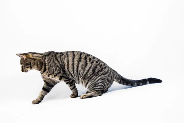 Mignon tigre chat isolé sur blanc — Photo