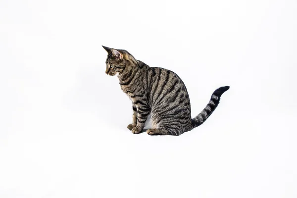 Lindo tigre gato aislado en blanco —  Fotos de Stock