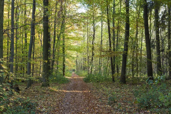 Caminho através da floresta de carvalho — Fotografia de Stock