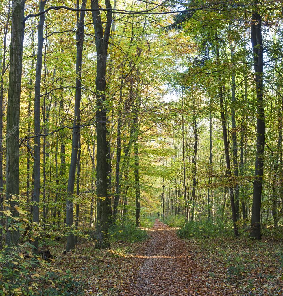 Path through the oak tree forest Stock Photo by ©Hackman 15328811