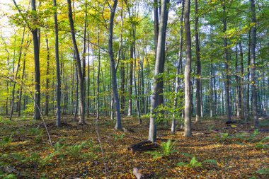 meşe ağaçları orman harmonik desen