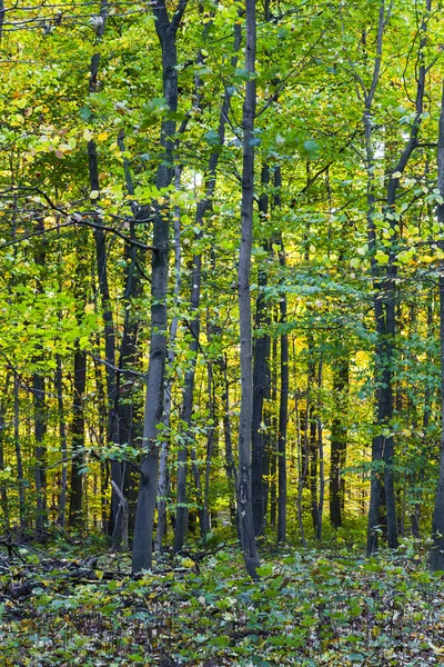 Гармонійний візерунок дубових дерев у лісі — стокове фото