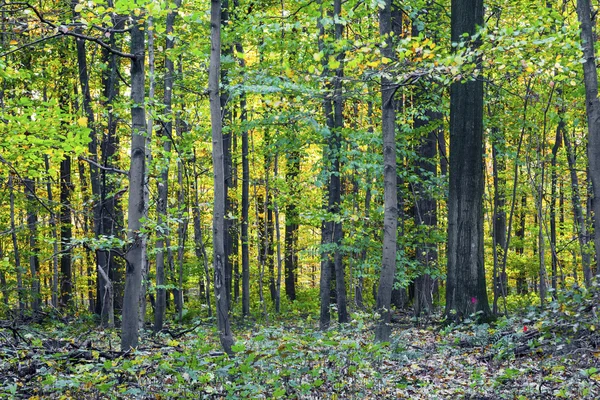 Harmonic pattern of oak trees in the forest — Stock Photo, Image