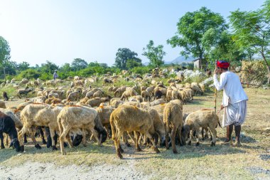 geleneksel renkli kırmızı Türban takan rajasthani aşiret erkek