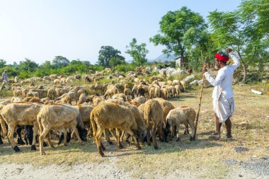 geleneksel renkli kırmızı Türban takan rajasthani aşiret erkek