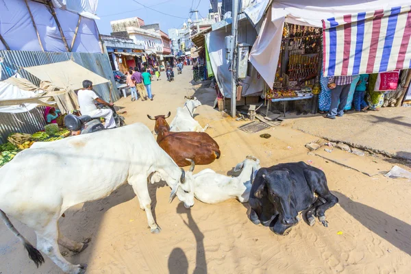 Cows resting at the street — Stock Photo, Image