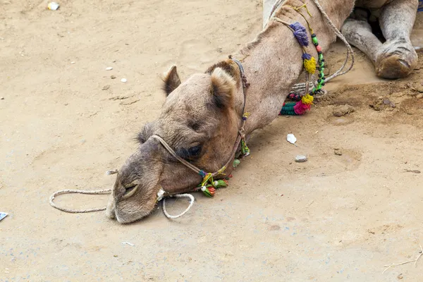 Camelo cansado deitado na terra — Fotografia de Stock