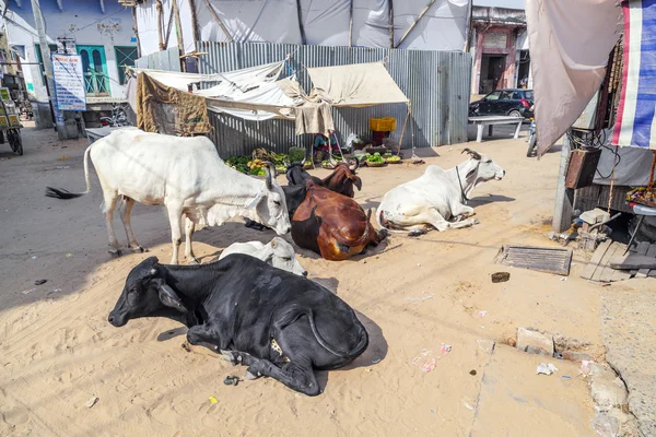 Kor vilar på gatan — Stockfoto