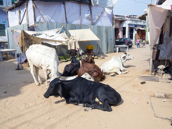 Cows resting at the street — Stock Photo, Image