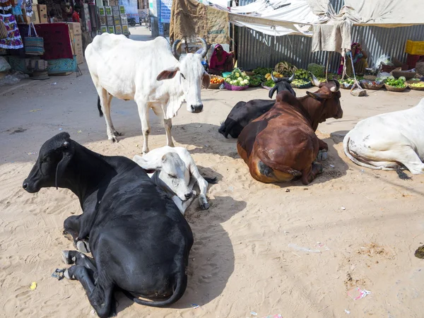 Коровы отдыхают на улице — стоковое фото