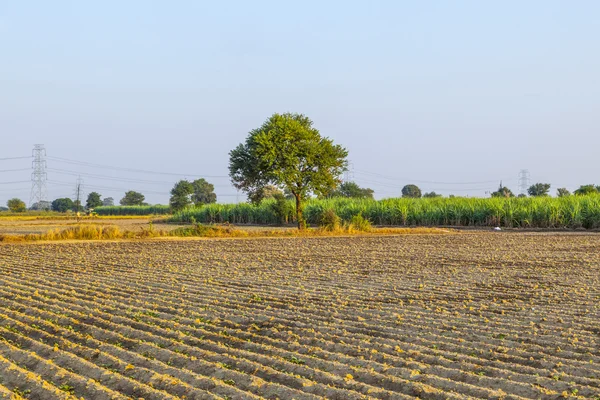 Veld met trree in india — Stockfoto