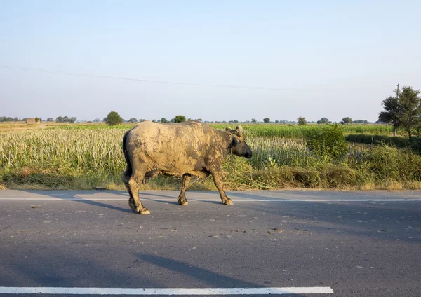 Buffalo walking along the highway in india — Stock Photo, Image