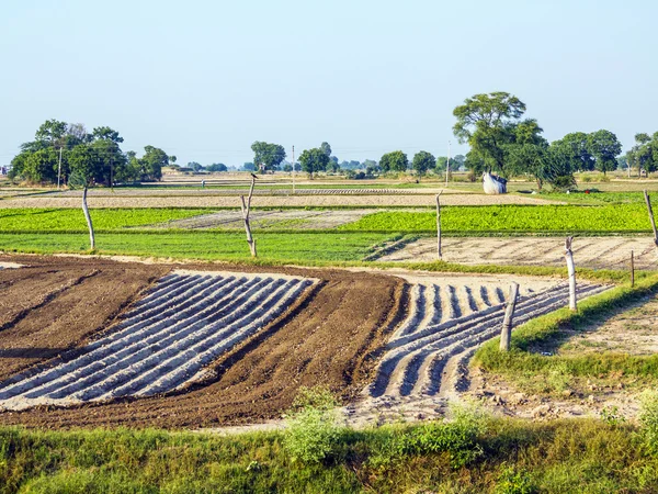 Piccolo campo in India — Foto Stock