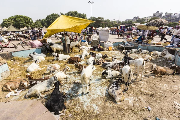 Goats for selling at the bazaar — Stock Photo, Image