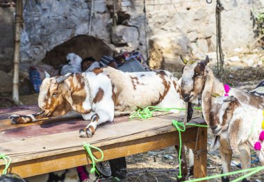 çarşı satış için keçi