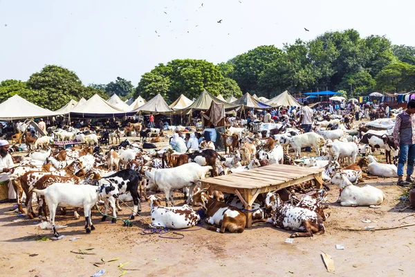 Goats for selling at the bazaar — Stock Photo, Image