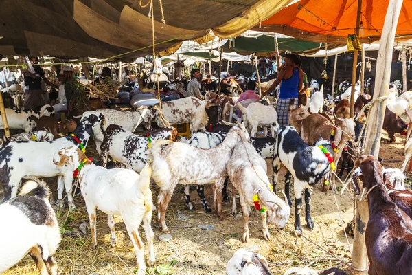 Geiten voor de verkoop op de bazaar — Stockfoto